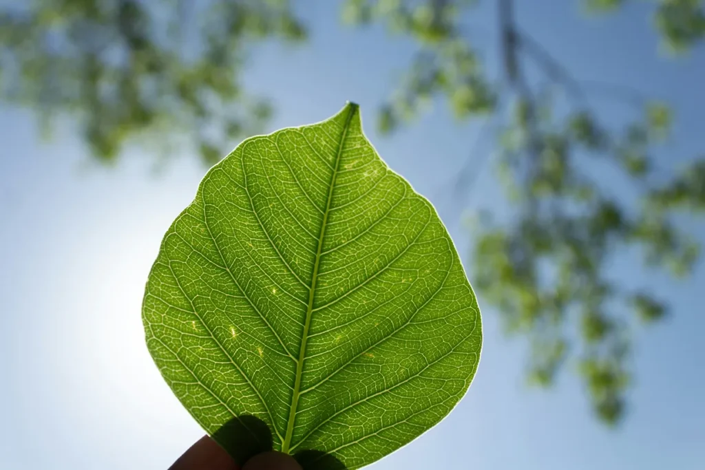 green leaf