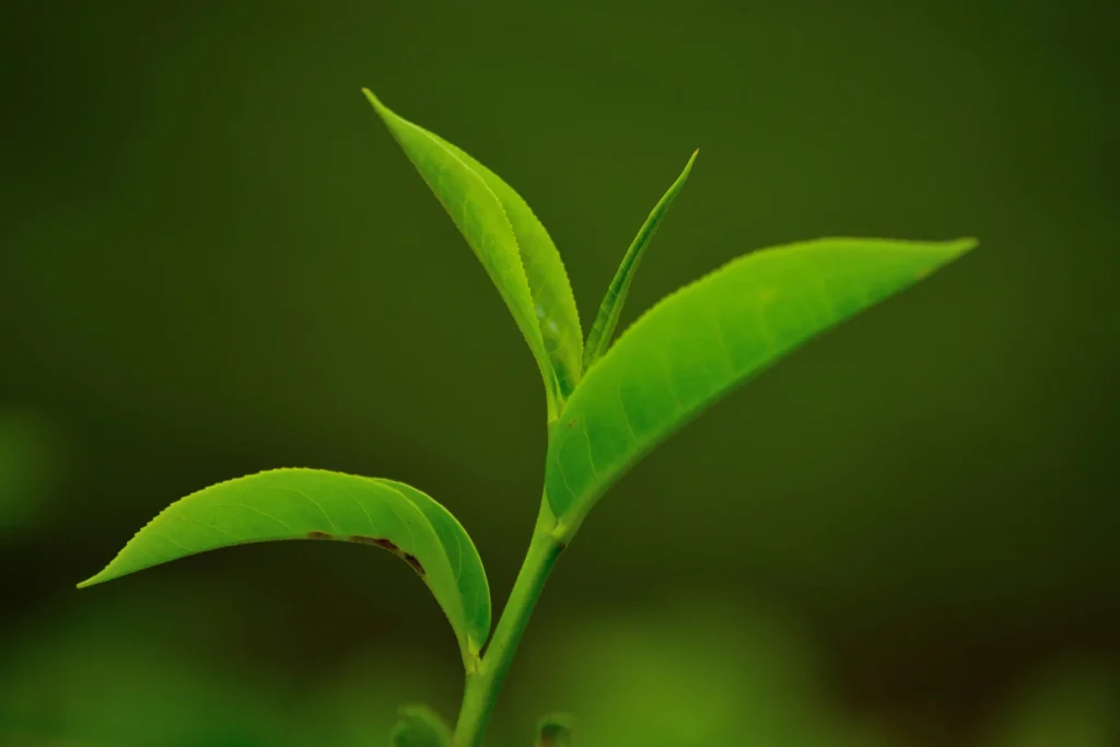 green shoot